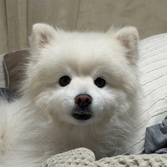 phoebebufet